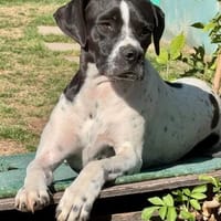 Traumhündin SYLVIE ❤❤❤, Hündin zur Adoption