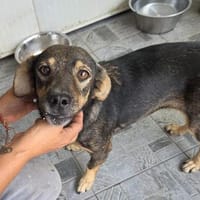 Cioccolata, Hündin zur Adoption