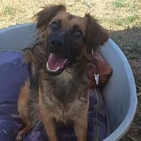 Brie  endlich soll ihr Leben beginnen ❤, Hündin zur Adoption