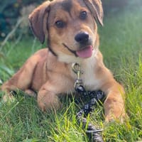 Bilbo 4 Monate, kleiner Herzensbrecher sucht sein Zuhause, Hund zur Adoption
