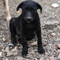 Enya  sucht ihr Körbchen für immer, Hündin zur Adoption