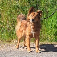 Watsen, Hund zur Adoption