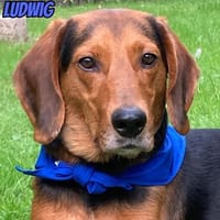 Ludwig - sanft, menschenbezogen, lernwillig, eher ruhig, Hund zur Adoption
