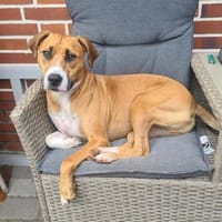 Gustav- sportliche Schmusebacke sucht seine Menschen, Hund zur Adoption