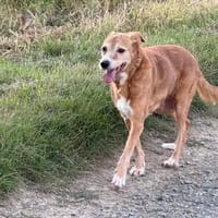 Vermittlungshilfe - Hugo, Hund zur Adoption