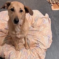 Lucky möchte endlich ein Zuhause haben, Hund zur Adoption