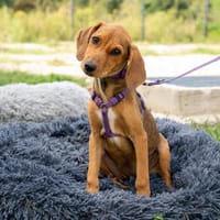Unsere kleine Zuckerschnute Bibina sucht ein Zuhause, Hündin zur Adoption