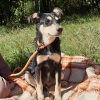Bingo - Kleiner Herzensbrecher sucht seine Familie!, Hund zur Adoption