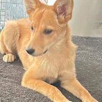 Luna, verspielt und lustig, Hündin zur Adoption