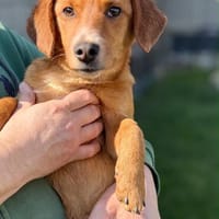 Rocco muss sein Zuhause sofort verlassen, Hund zur Adoption