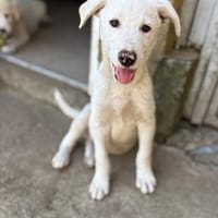 Silver sucht sein Glück, Hund zur Adoption