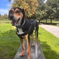 Menschenbezogener John sucht Zuhause, Hund zur Adoption