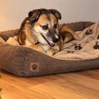 Unsere zarte Hundeseele Fee sucht ein liebevolles Zuhause, Hündin zur Adoption