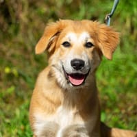 Motte, Hündin zur Adoption
