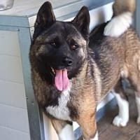Amber  eine tolle Hündin, die endlich ankommen möchte ❤, Hündin zur Adoption