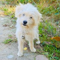 Eddie ein tolles Kerlchen, Hund zur Adoption