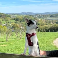 Unsere kleine Zuckerschnute Belise sucht ihre Familie, Hündin zur Adoption
