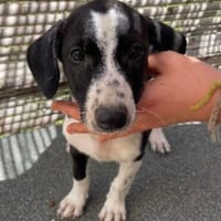 Welpe Alba, Hündin zur Adoption