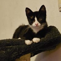 Piratin Maa sucht ihr Zuhause, Katze zur Adoption