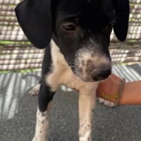 Welpe Suki, Hündin zur Adoption