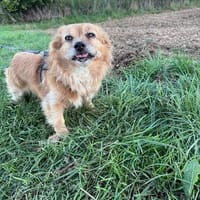 Vermittlungshilfe - Luna, Hündin zur Adoption