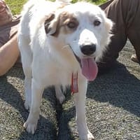 Vale  Hundemädchen sucht Happy-Home, Hündin zur Adoption
