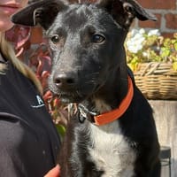 Pepe 💙, Hund zur Adoption
