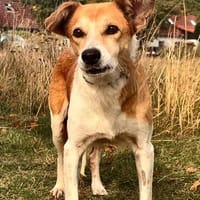 Elfi  eine liebe Seele sucht ihr Zuhause, Hündin zur Adoption