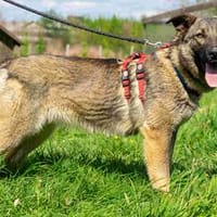 Mira, Hündin zur Adoption