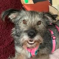 GONZO - wessen Herz ❤ erreicht sein Lächeln?, Hund zur Adoption