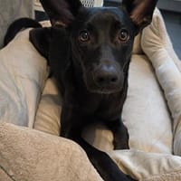 🐾 Ria sucht ihre Menschen, Hündin zur Adoption