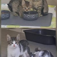 Katzenkinder, Kater zur Adoption
