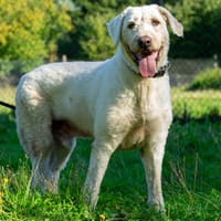 Bodo, Hund zur Adoption