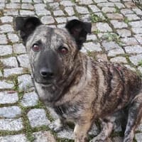 Pumpkin - feiner Kerl 💕, Hund zur Adoption