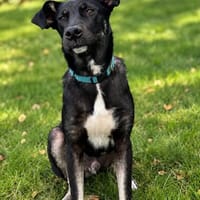 Herbie von kettenlos, Hund zur Adoption
