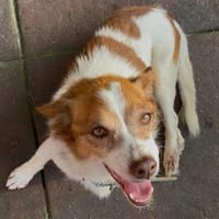 Milo - ein absoluter Herzenshund, Hund zur Adoption