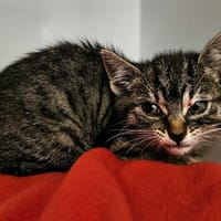 Alby, chatte à adopter