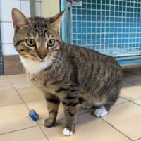 NISKA, chat à adopter