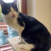 FIGARO, chat à adopter