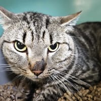 OLIVER, chat à adopter