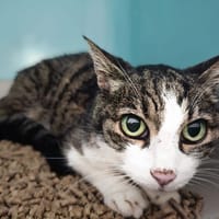 PRINCESSE, chatte à adopter