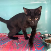 TOULOUSE, chat à adopter