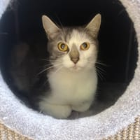 NAKAMURA, chatte à adopter