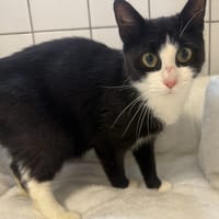 MITAINE, chatte à adopter