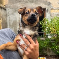 ARLO, chien à adopter