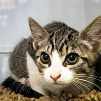 Kawa, chatte à adopter