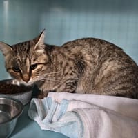 GROOT, chat à adopter