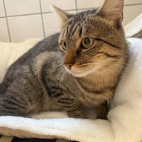 BERLIOZ, chat à adopter