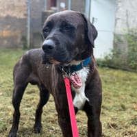 COCA, chien à adopter