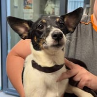 CH NAIN, chien à adopter
